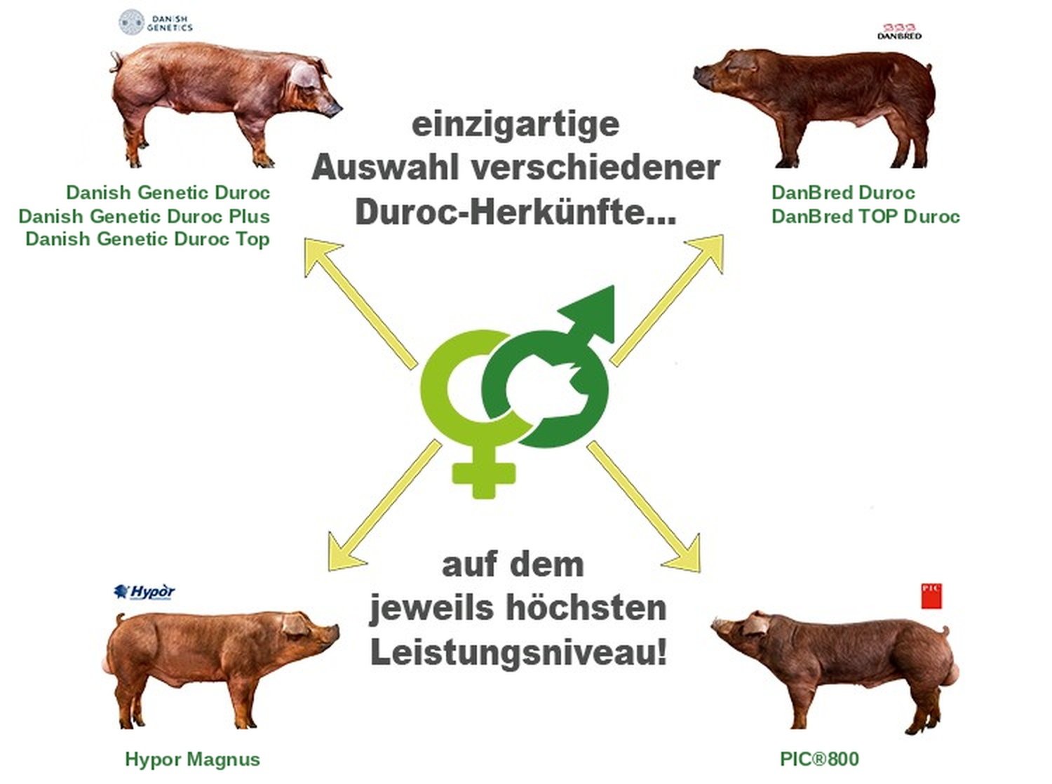 Duroc Genetiken Überblick – einzigartige Auswahl verschiedener Duroc-Herkünfte